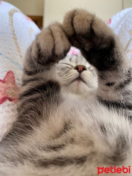 British Shorthair, Kedi  Flora fotoğrafı