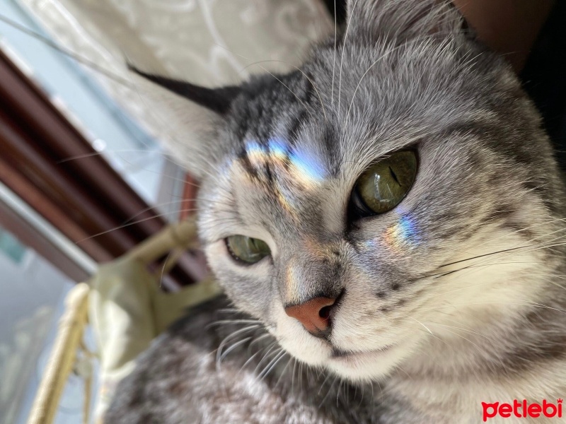 British Shorthair, Kedi  Flora fotoğrafı