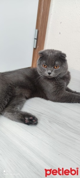 Scottish Fold, Kedi  Bulut fotoğrafı