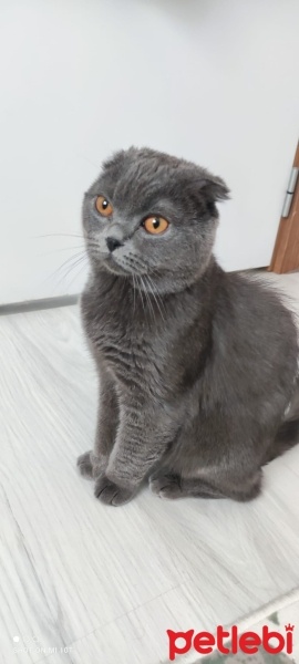 Scottish Fold, Kedi  Bulut fotoğrafı