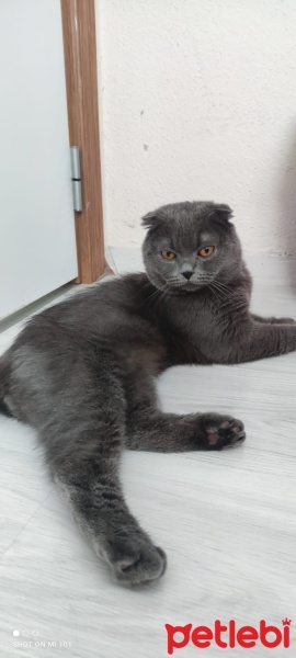 Scottish Fold, Kedi  Bulut fotoğrafı