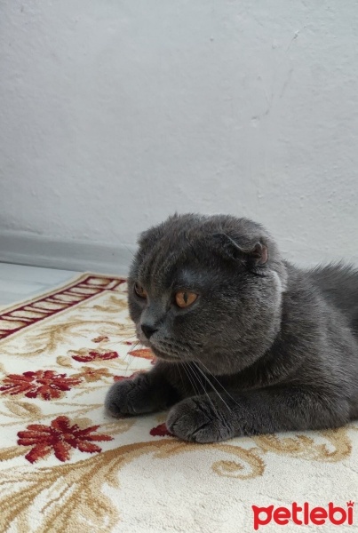 Scottish Fold, Kedi  Bulut fotoğrafı