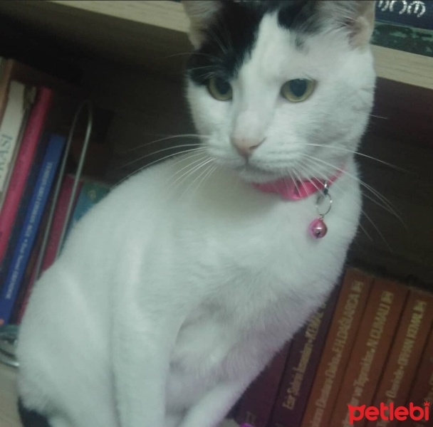Tuxedo (Smokin) Kedi, Kedi  Şans fotoğrafı