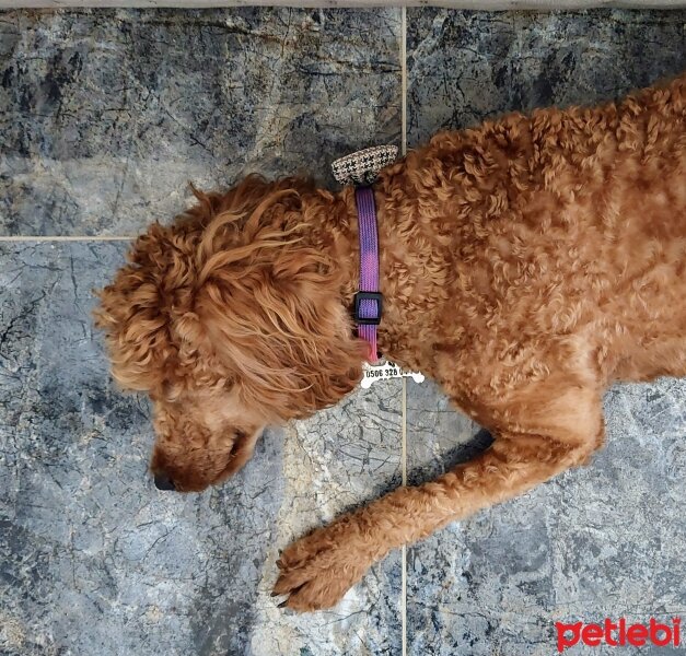 Poodle (Minyatür Kaniş), Köpek  Leo fotoğrafı