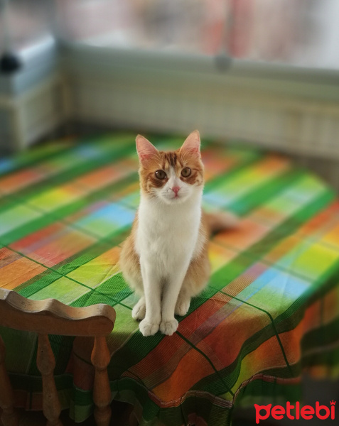 Tekir Kedi, Kedi  Garfıeld fotoğrafı