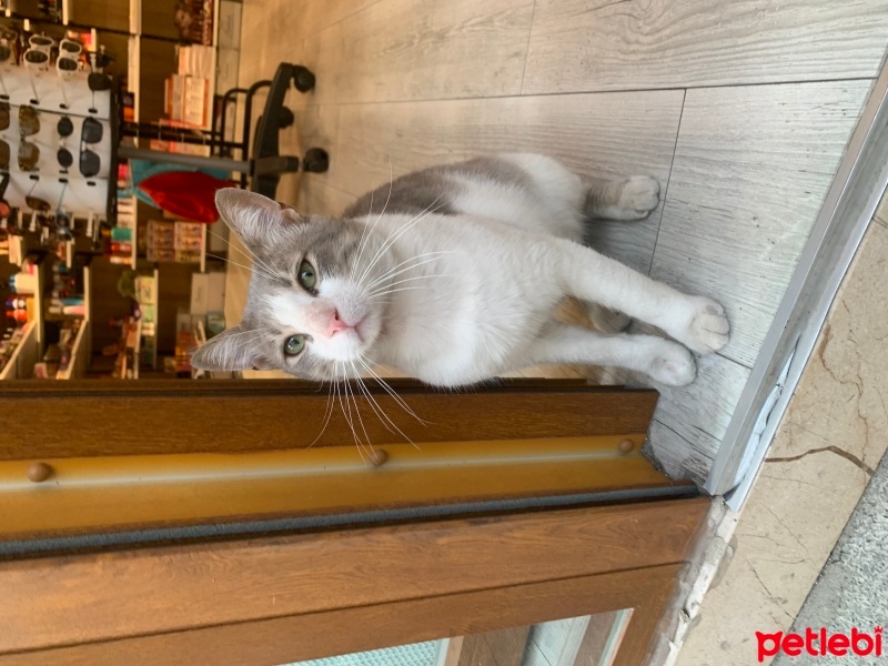 Tekir Kedi, Kedi  Yosun fotoğrafı