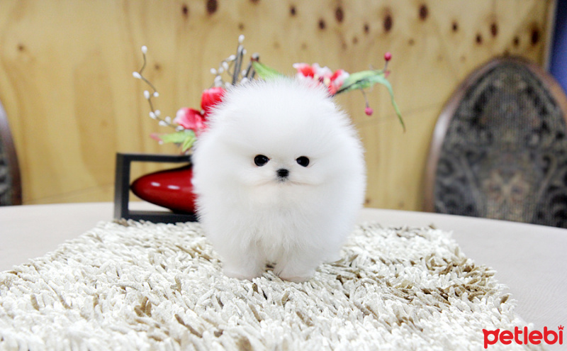 Pomeranyalı, Köpek  İki garson Pomeranya'sı: millyjoy006@gmail.com fotoğrafı