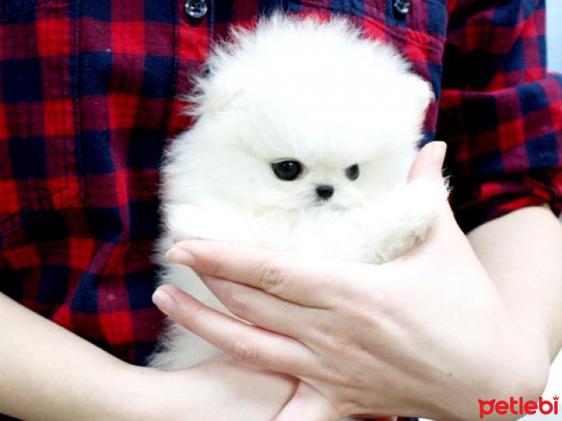Pomeranyalı, Köpek  İki garson Pomeranya'sı: millyjoy006@gmail.com fotoğrafı