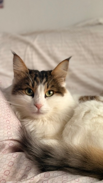 Tekir Kedi, Kedi  Duman fotoğrafı