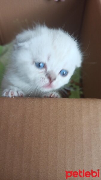 Scottish Fold, Kedi  Mia fotoğrafı