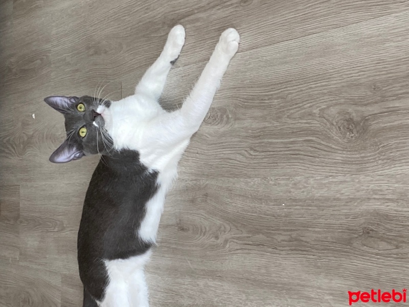 British Shorthair, Kedi  Duman fotoğrafı