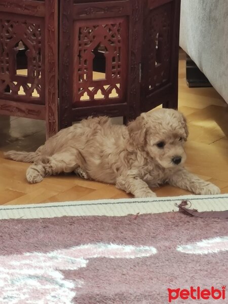 Poodle(Standart Kaniş), Köpek  Kaju fotoğrafı