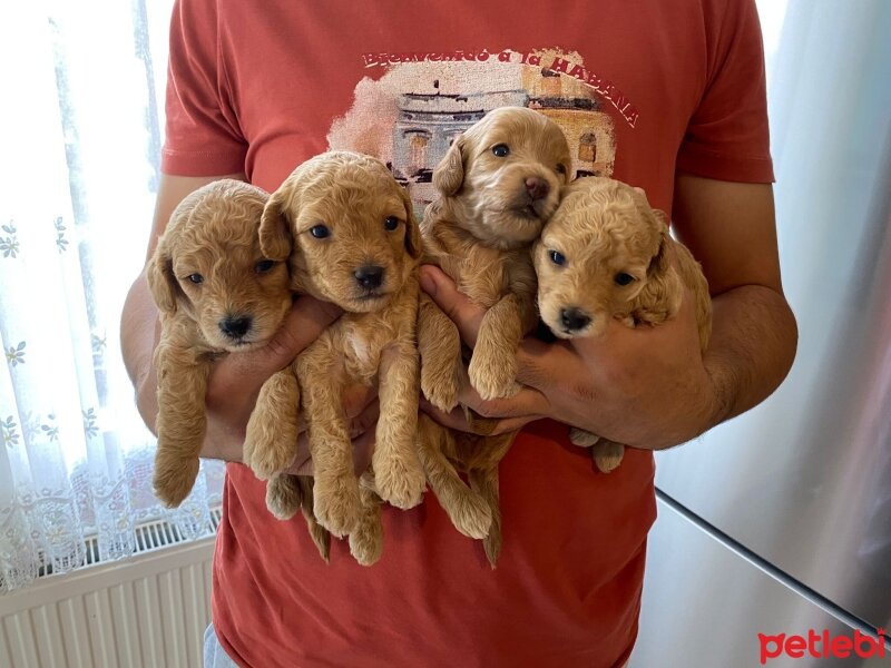 Poodle(Standart Kaniş), Köpek  Kaju fotoğrafı