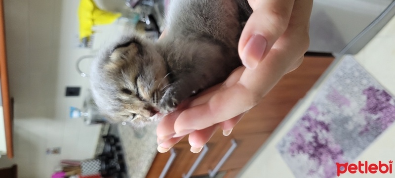 Tekir Kedi, Kedi  Mırmır fotoğrafı