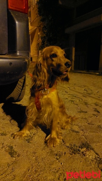 İngiliz Cocker Spaniel, Köpek  Barbie fotoğrafı