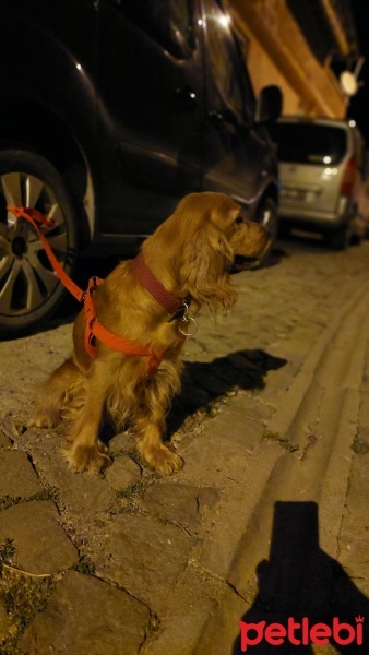 İngiliz Cocker Spaniel, Köpek  Barbie fotoğrafı