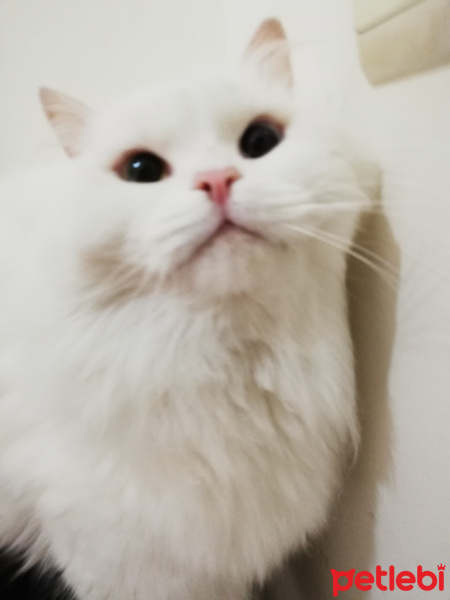 Chinchilla, Kedi  Sütlaç fotoğrafı