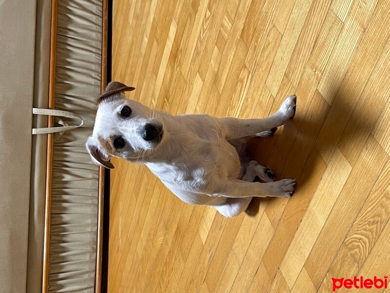 Jack Russell Terrier, Köpek  Lilin fotoğrafı