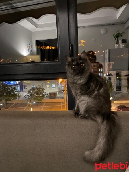 İran Kedisi (Persian), Kedi  Bihter fotoğrafı