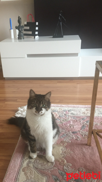 Tekir Kedi, Kedi  Marcel fotoğrafı