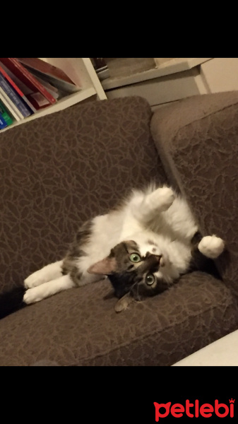 Tekir Kedi, Kedi  Marcel fotoğrafı