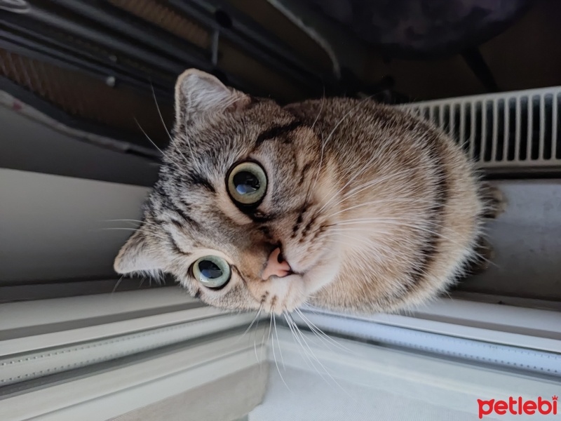 British Shorthair, Kedi  Berlin fotoğrafı