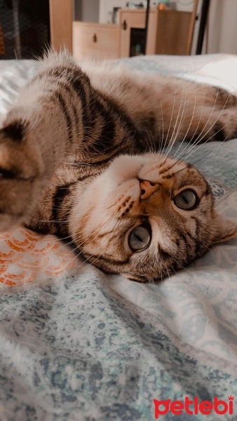 British Shorthair, Kedi  Berlin fotoğrafı