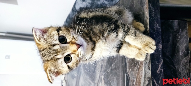 British Shorthair, Kedi  Berlin fotoğrafı