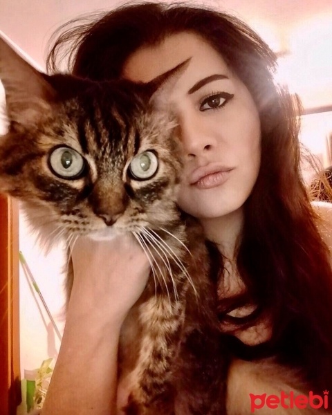 Tekir Kedi, Kedi  Duman fotoğrafı