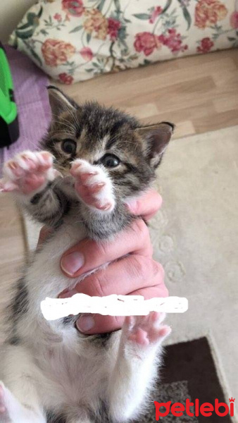 Tekir Kedi, Kedi  iris fotoğrafı