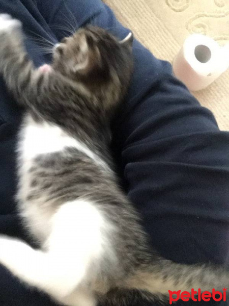 Tekir Kedi, Kedi  iris fotoğrafı