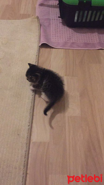 Tekir Kedi, Kedi  iris fotoğrafı