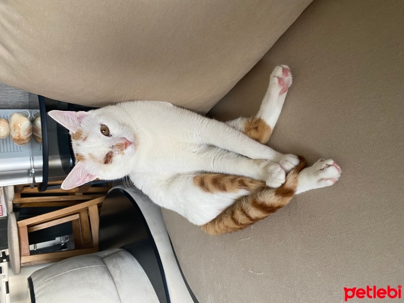 Sarman, Kedi  Şans fotoğrafı