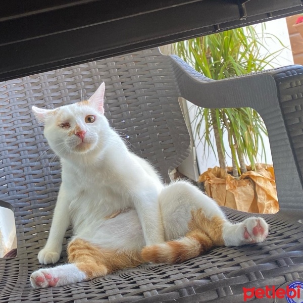 Sarman, Kedi  Şans fotoğrafı