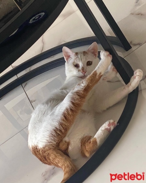 Sarman, Kedi  Şans fotoğrafı