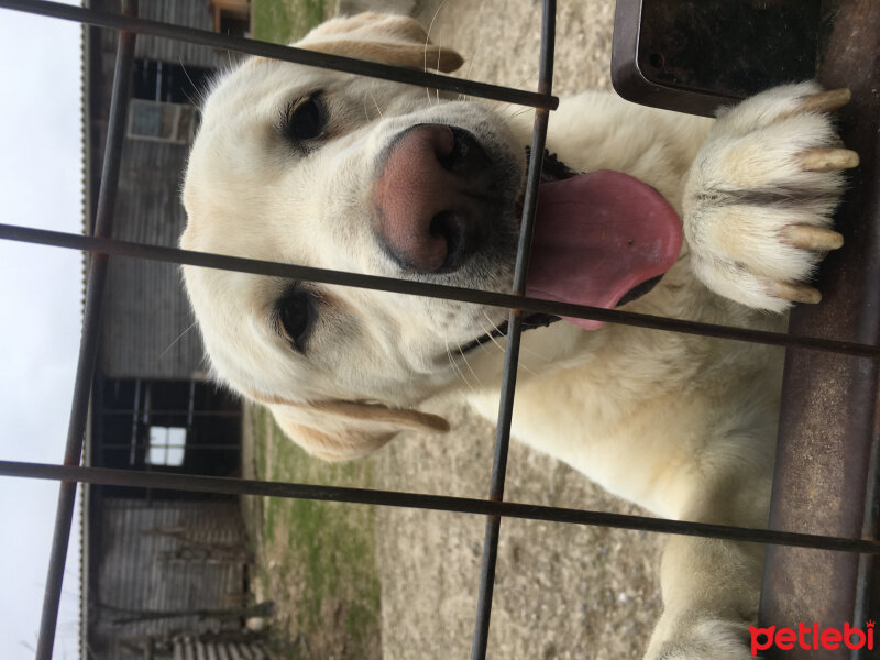 Labrador Retriever, Köpek  Bruno fotoğrafı