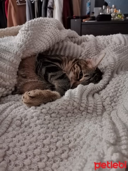 Tekir Kedi, Kedi  TEO fotoğrafı