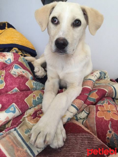 Akbaş, Köpek  Beyaz fotoğrafı