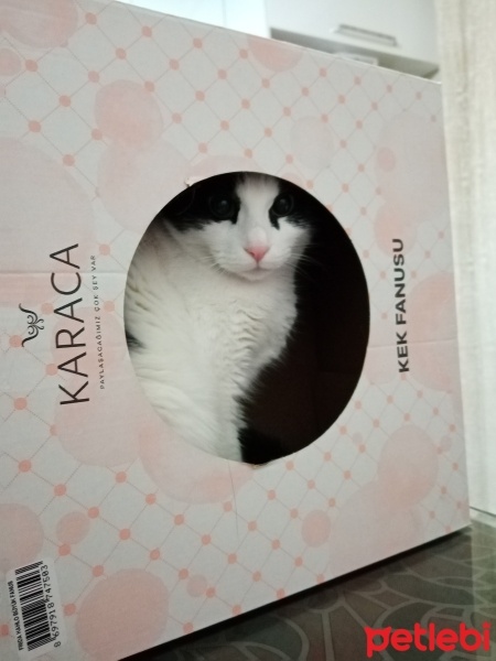 Tekir Kedi, Kedi  Miniş fotoğrafı