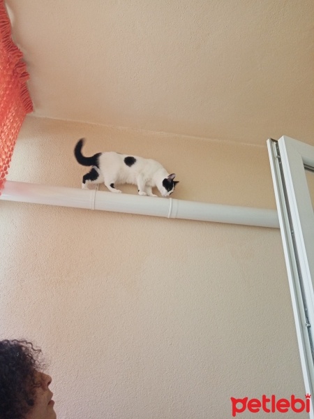 Tekir Kedi, Kedi  Miniş fotoğrafı