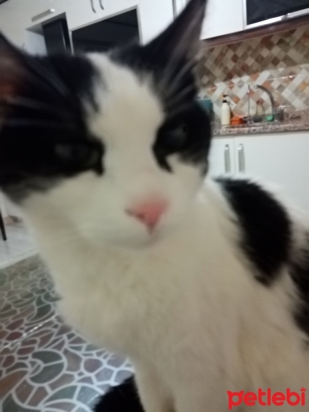 Tekir Kedi, Kedi  Miniş fotoğrafı