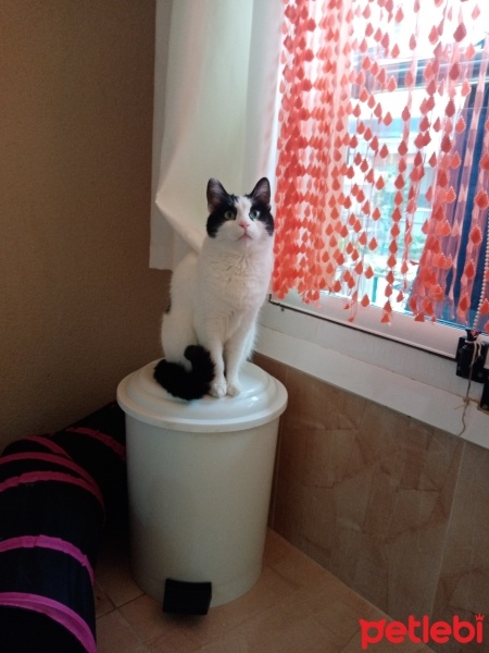 Tekir Kedi, Kedi  Miniş fotoğrafı