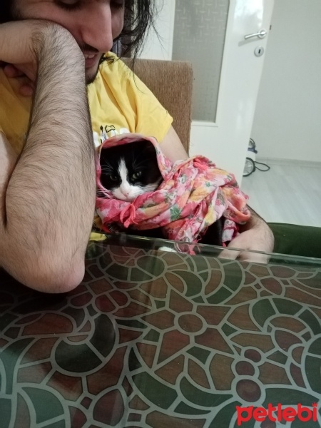 Tekir Kedi, Kedi  Fatoş fotoğrafı