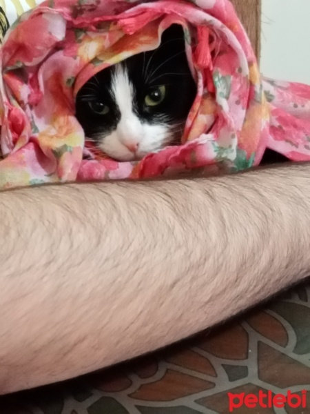 Tekir Kedi, Kedi  Fatoş fotoğrafı