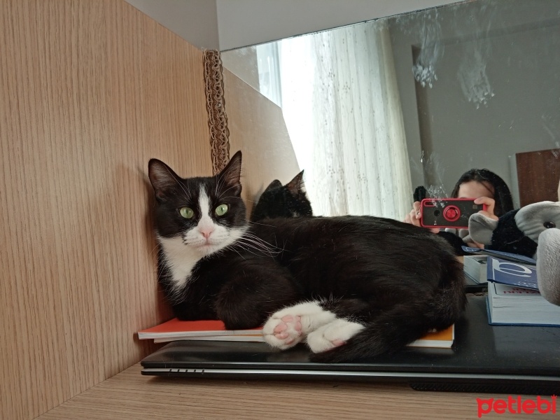 Tekir Kedi, Kedi  Fatoş fotoğrafı