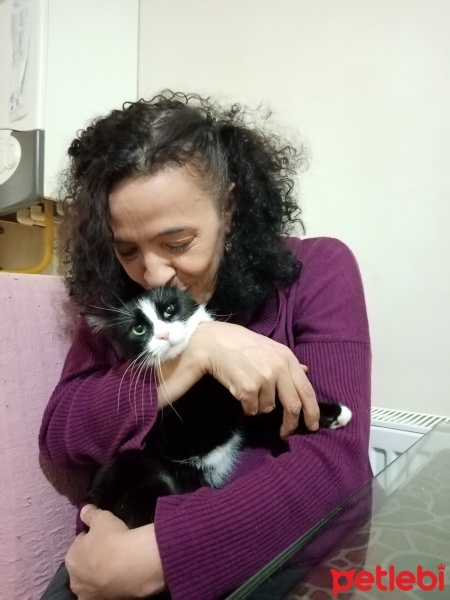 Tekir Kedi, Kedi  Fatoş fotoğrafı