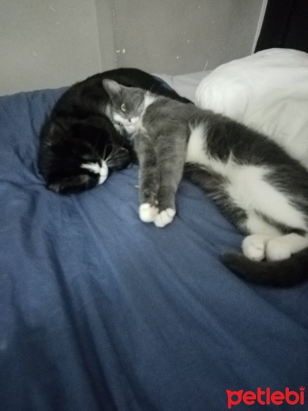 Tekir Kedi, Kedi  Fatoş fotoğrafı