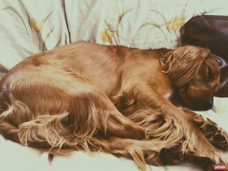 İrlandalı Setter, Köpek  Yoldaş fotoğrafı