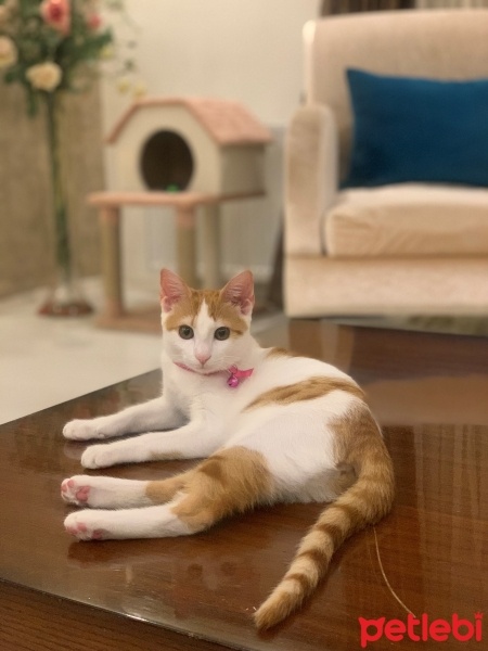 Tekir Kedi, Kedi  LUNA fotoğrafı