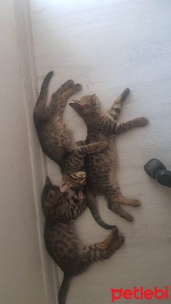 Tekir Kedi, Kedi  minişler fotoğrafı